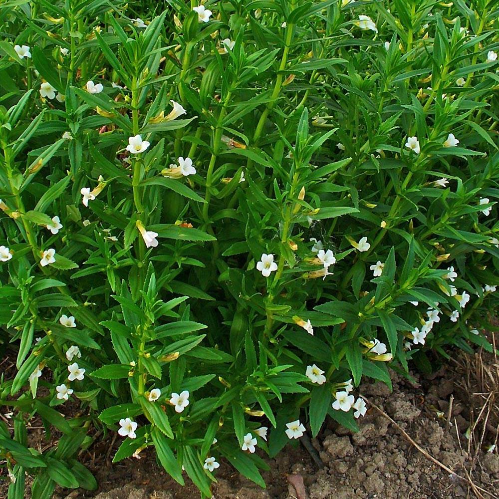 Gratiole officinale - Gratiola officinalis Godet de 8/9 cm