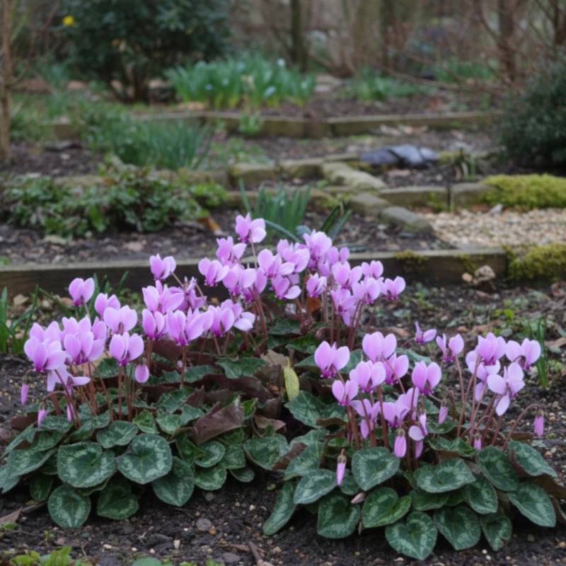Cyclamen de Naples à fleurs Rose/ - feuillage Caduc - Lot de 5 godets