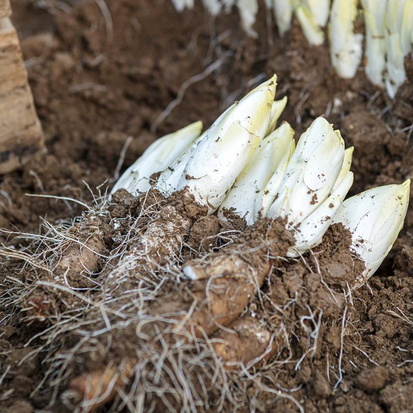 Chicorée Witloof (Endive) Mechelse Middelvroeg BIO le sachet de 600 graines environ (1g)
