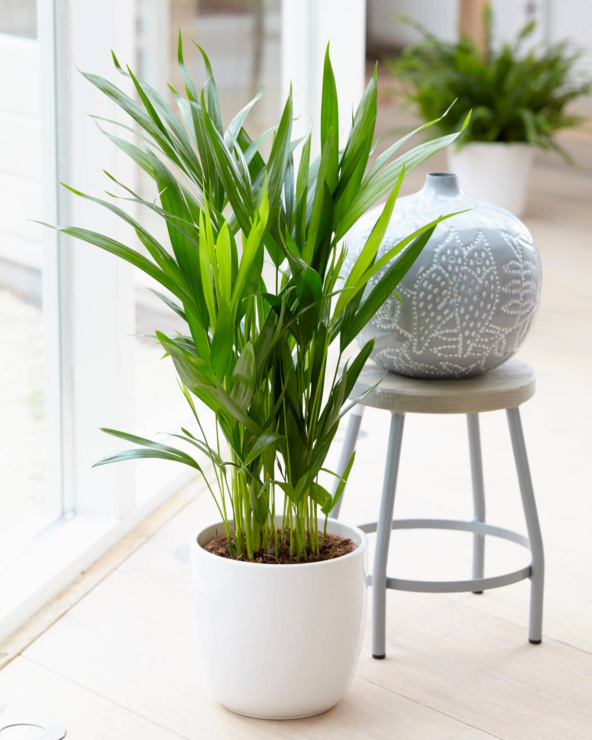 Gardenersdream - Cane D'Or Palmier Papillion – Plante Ornemental En Pot Pour Bureaux 20-30 Cm - GardenersDream