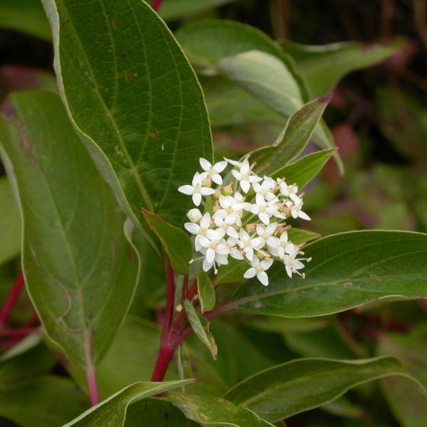 Cornus sericea Kelseyi - Cornouiller stolonifère Godet de 8/9 cm - Image 1