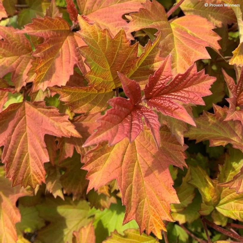 Viorne obier - Viburnum opulus Oh Canada Pot de 4L/5L - Image 1