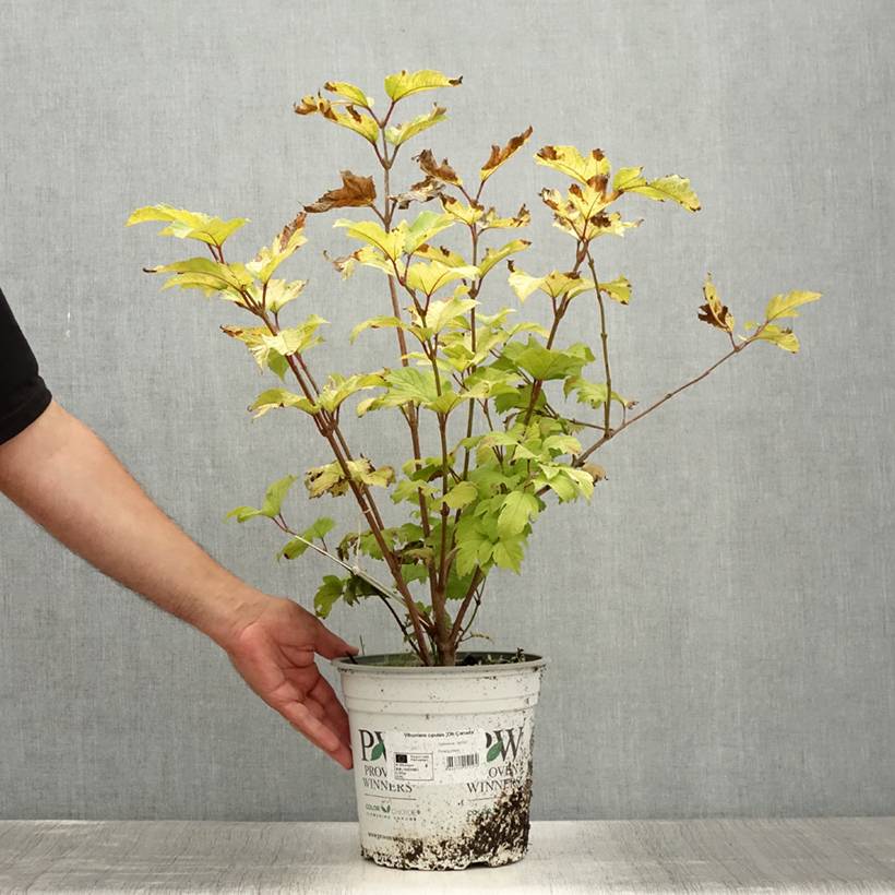 Viorne obier - Viburnum opulus Oh Canada Pot de 4L/5L - Image 2