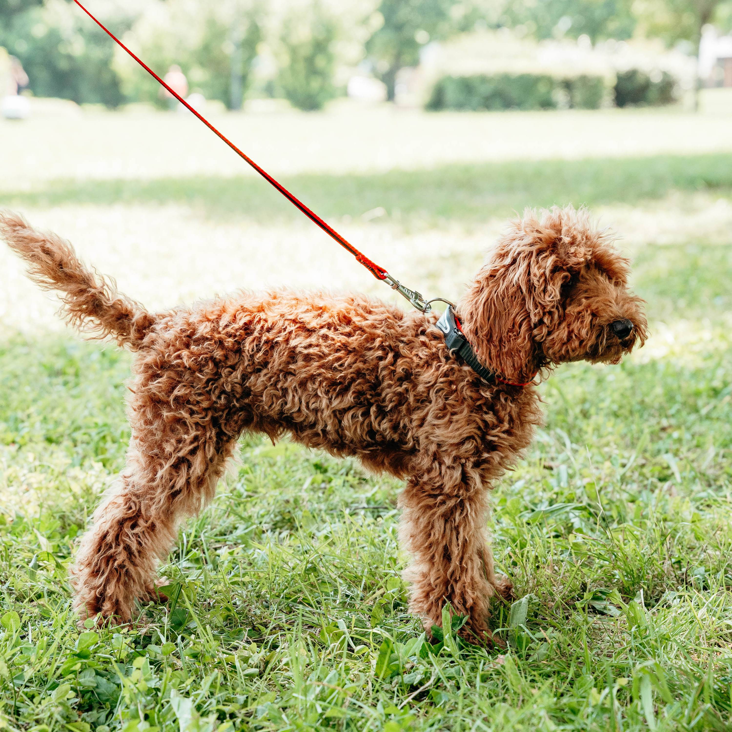 Ferplast - Ferplast Collier Chien ERGOCOMFORT C15/33, collier pour chiens de petite taille, fermeture avec micro-ajustement, rembourrage doux, dégagement rapide, - Imagen 3