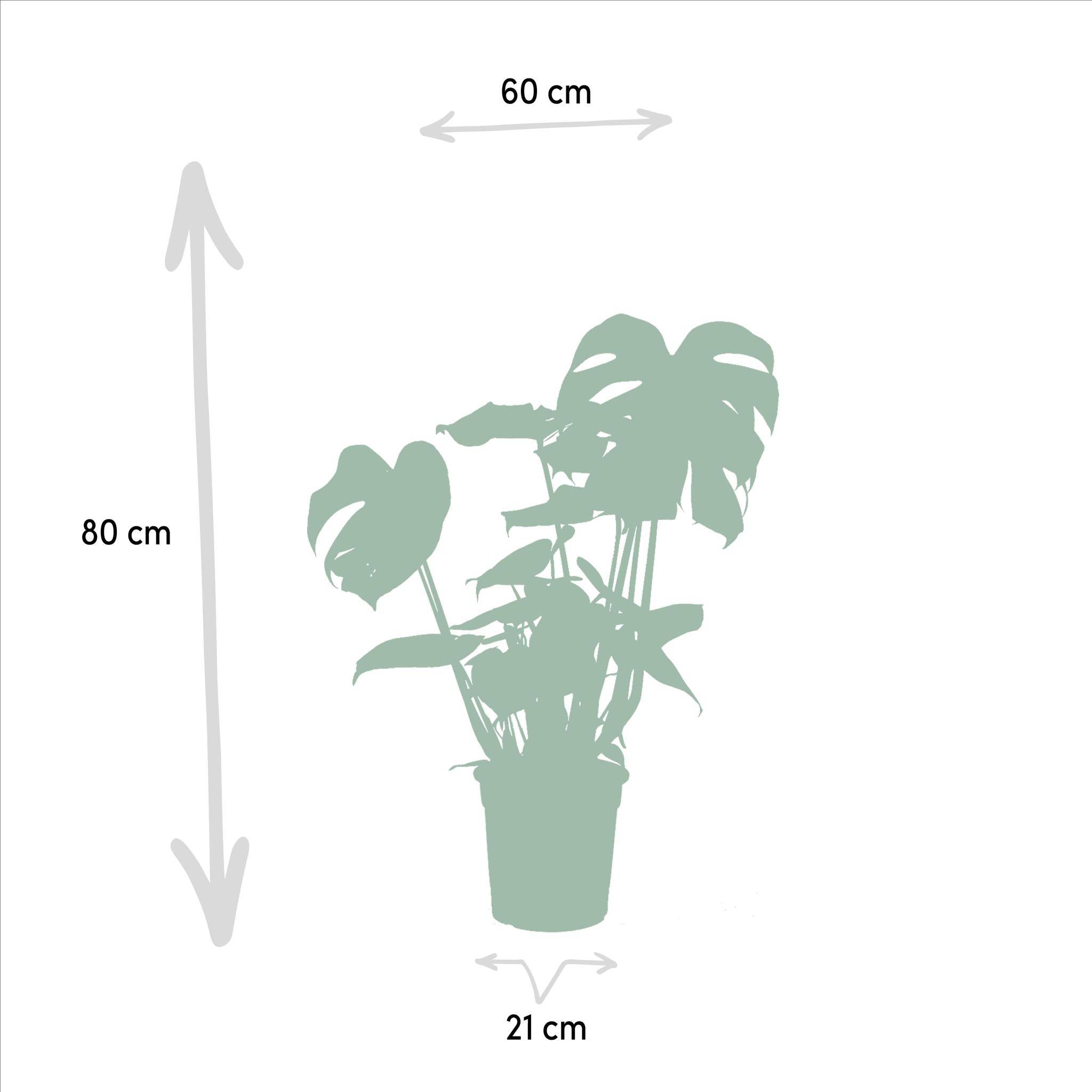 Coffret Monstera Deliciosa, Bananier Musa - Lot de 2 plantes 90cm - Plante d'intérieur- La Green Touch - Imagen 7