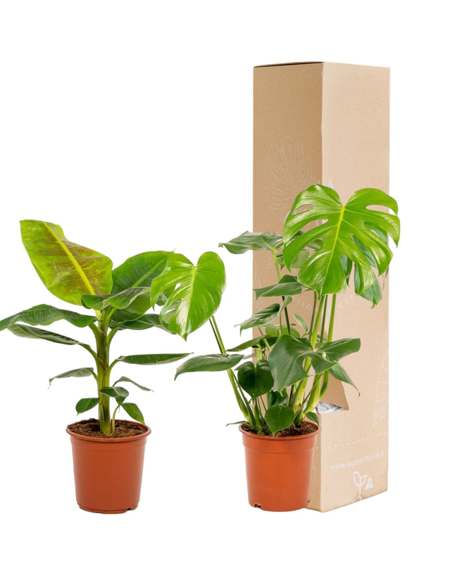 Coffret Monstera Deliciosa, Bananier Musa - Lot de 2 plantes 90cm - Plante d'intérieur- La Green Touch - Imagen 2