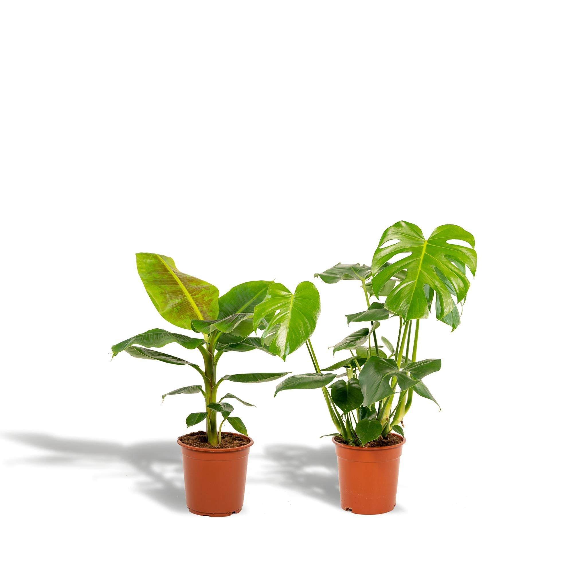Coffret Monstera Deliciosa, Bananier Musa - Lot de 2 plantes 90cm - Plante d'intérieur- La Green Touch - Imagen 3