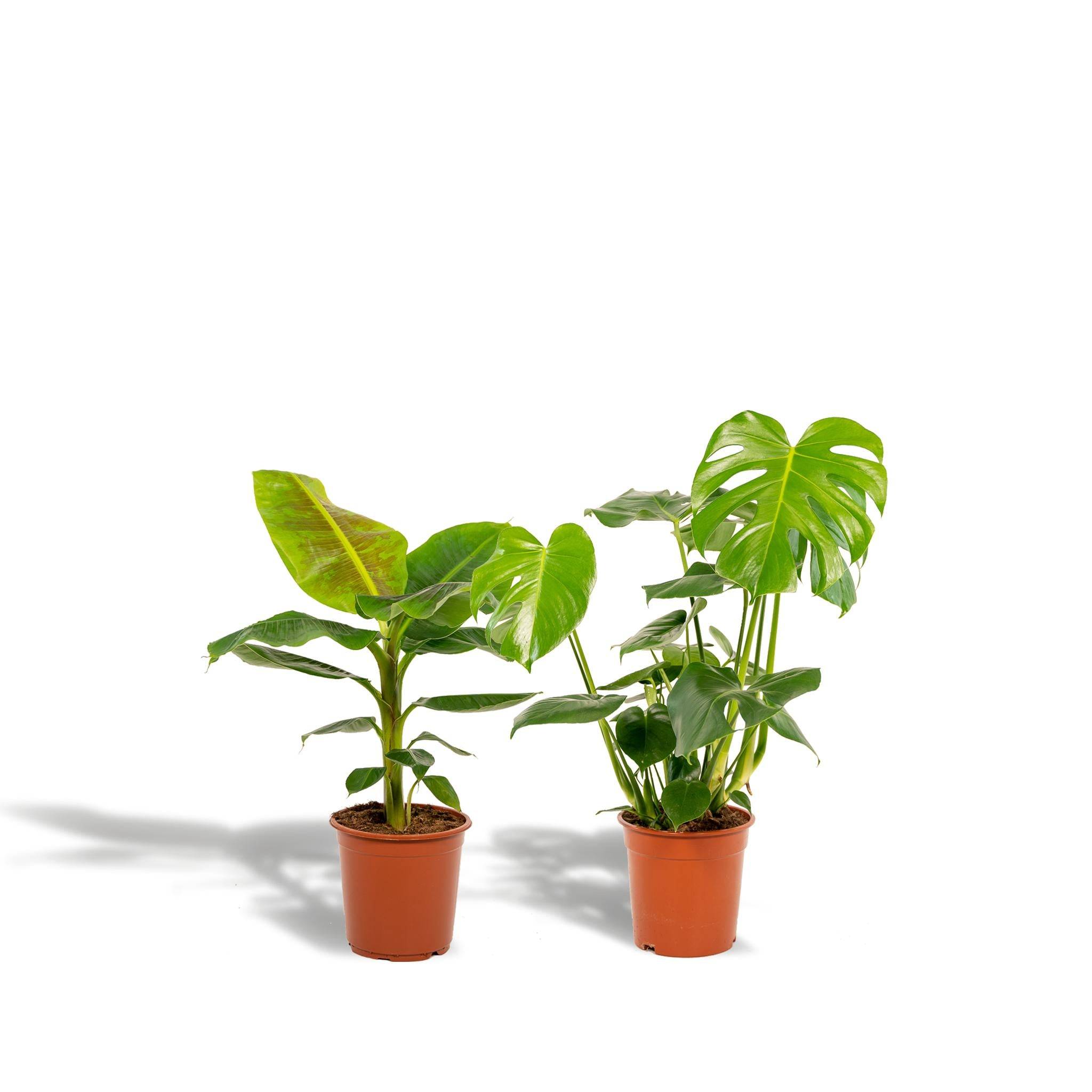 Coffret Monstera Deliciosa, Bananier Musa - Lot de 2 plantes 90cm - Plante d'intérieur- La Green Touch - Imagen 1