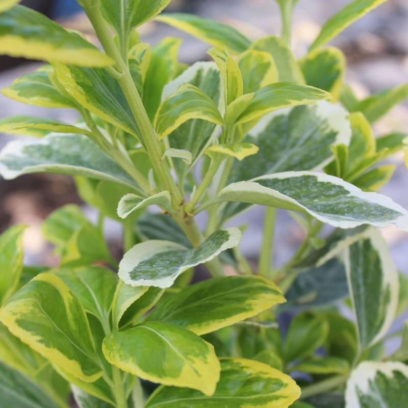 Fusain du Japon Président Gauthier, Euonymus - Pot de 7,5L - 60/80 cm