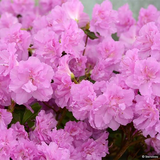 Promesse de Fleurs - Azalée du Japon Elsie Lee - Rhododendron hybride Pot de 2L/3L - Image 1