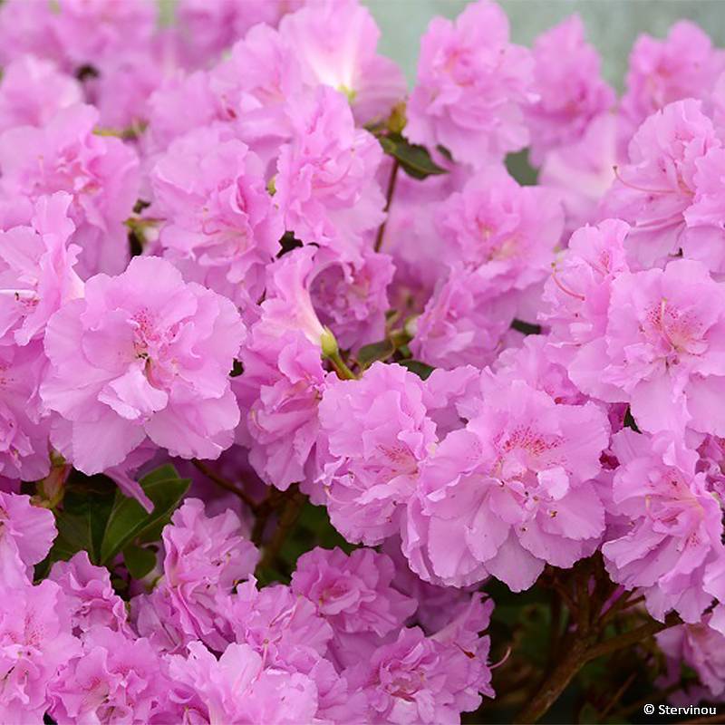 Promesse de Fleurs - Azalée du Japon Elsie Lee - Rhododendron hybride Pot de 2L/3L - Image 1