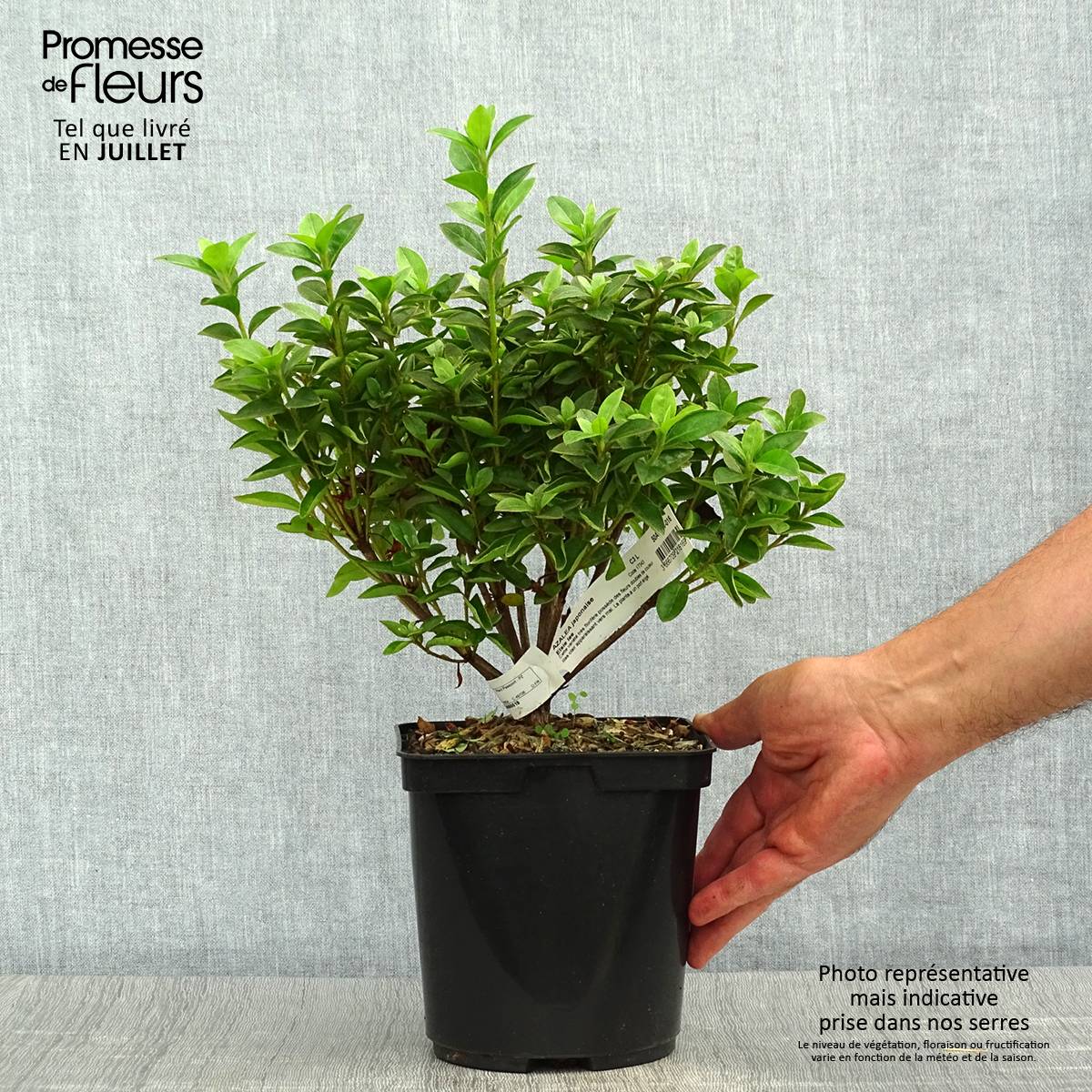 Promesse de Fleurs - Azalée du Japon Elsie Lee - Rhododendron hybride Pot de 2L/3L - Image 2