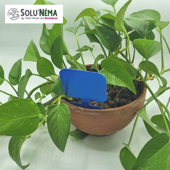 Solu'Néma - 10 Pièges Collants Bleus pour les Thrips, Moucherons, Design XXL - Image 3