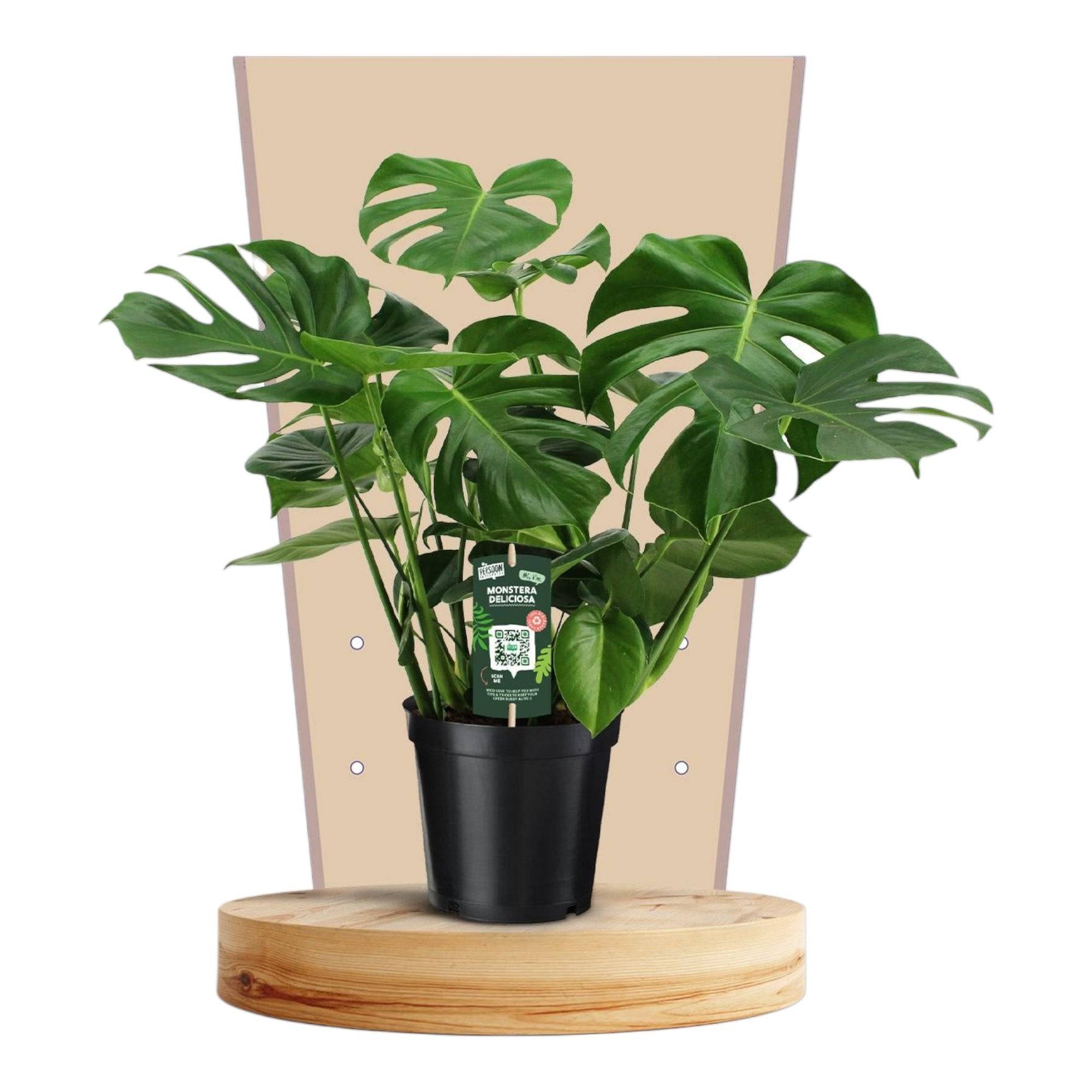 La Green Touch - Monstera Deliciosa - D21 H75cm - Imagen 1