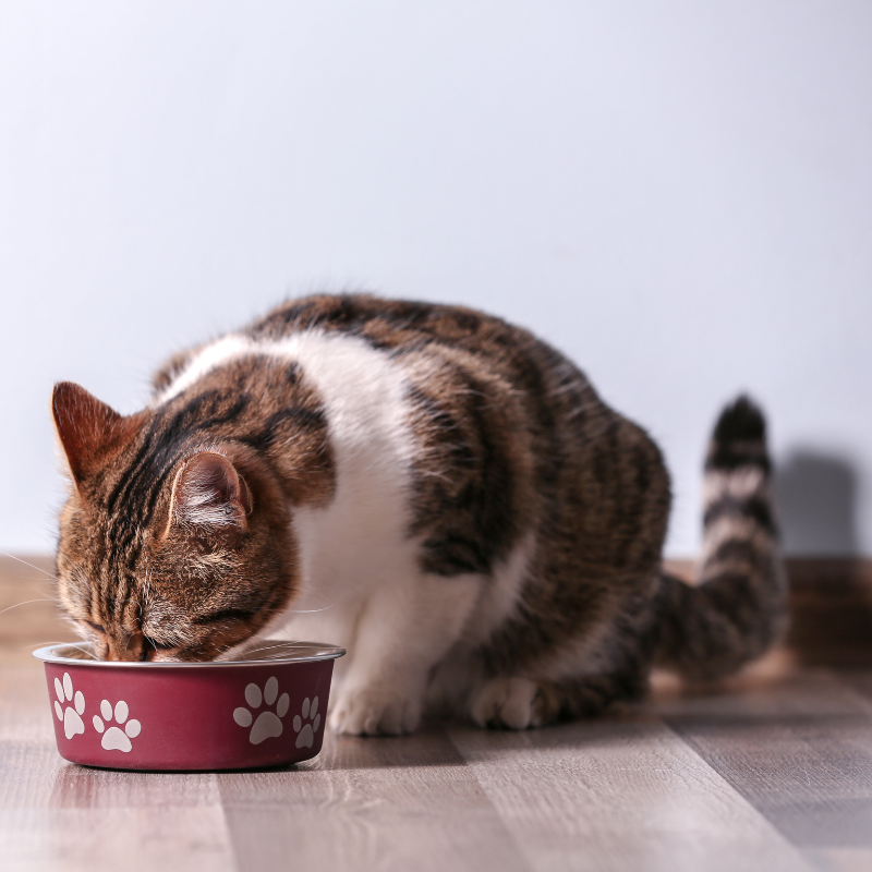 Almo Nature - Almo Nature - Barquettes Sans Céréales Bio Organic pour Chat au Poulet - Imagen 2