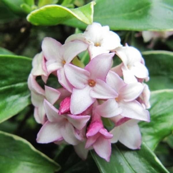 Promesse de Fleurs - Daphne odora Aureomarginata Pot de 7,5L/10L