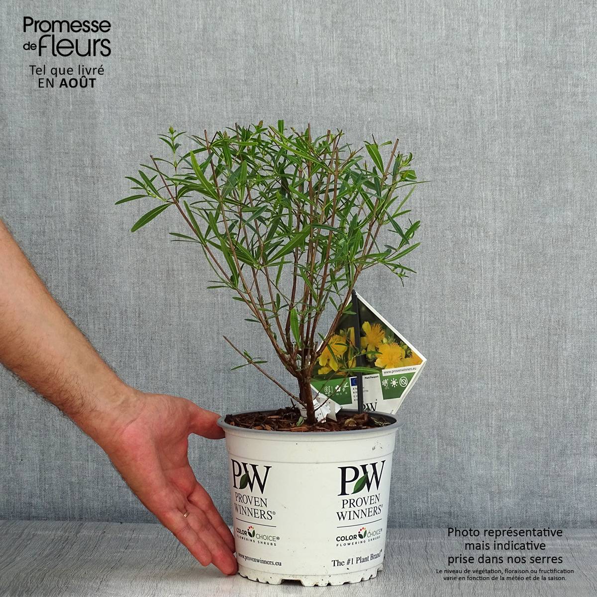 Promesse de Fleurs - Millepertuis - Hypericum kalmianum Sunny Boulevard Pot de 2L/3L - Image 2