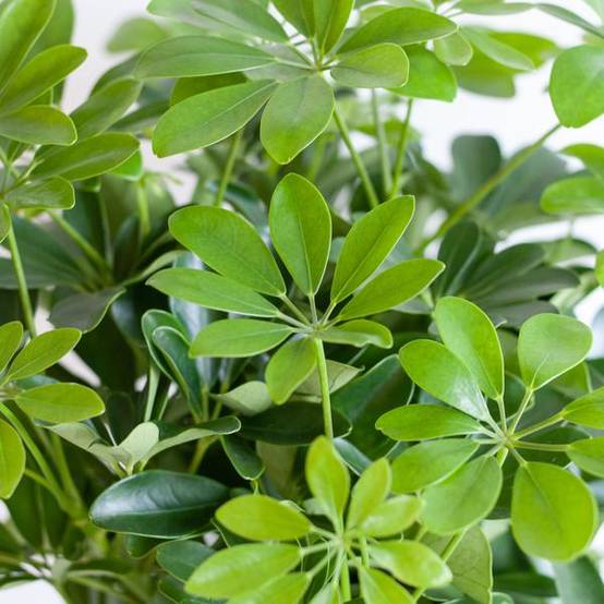 La Green Touch - Schefflera Nora et Son Pot - H70cm - Image 6