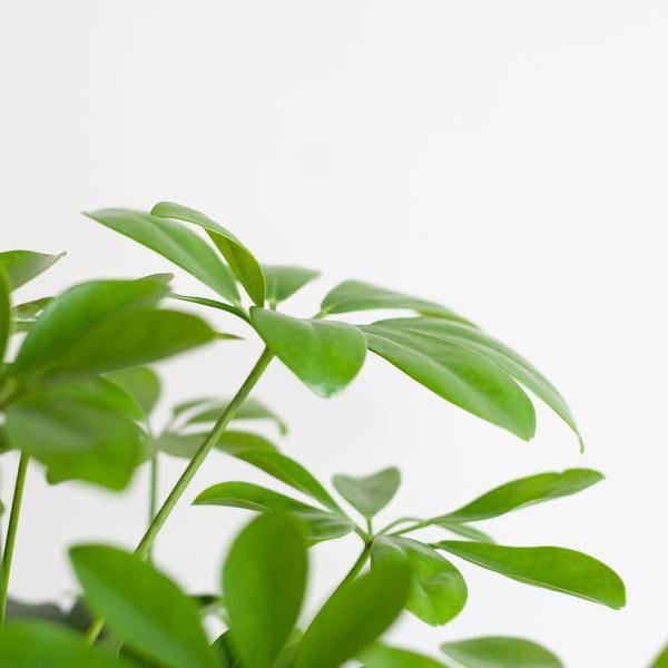 La Green Touch - Schefflera Nora et Son Pot - H70cm - Image 5