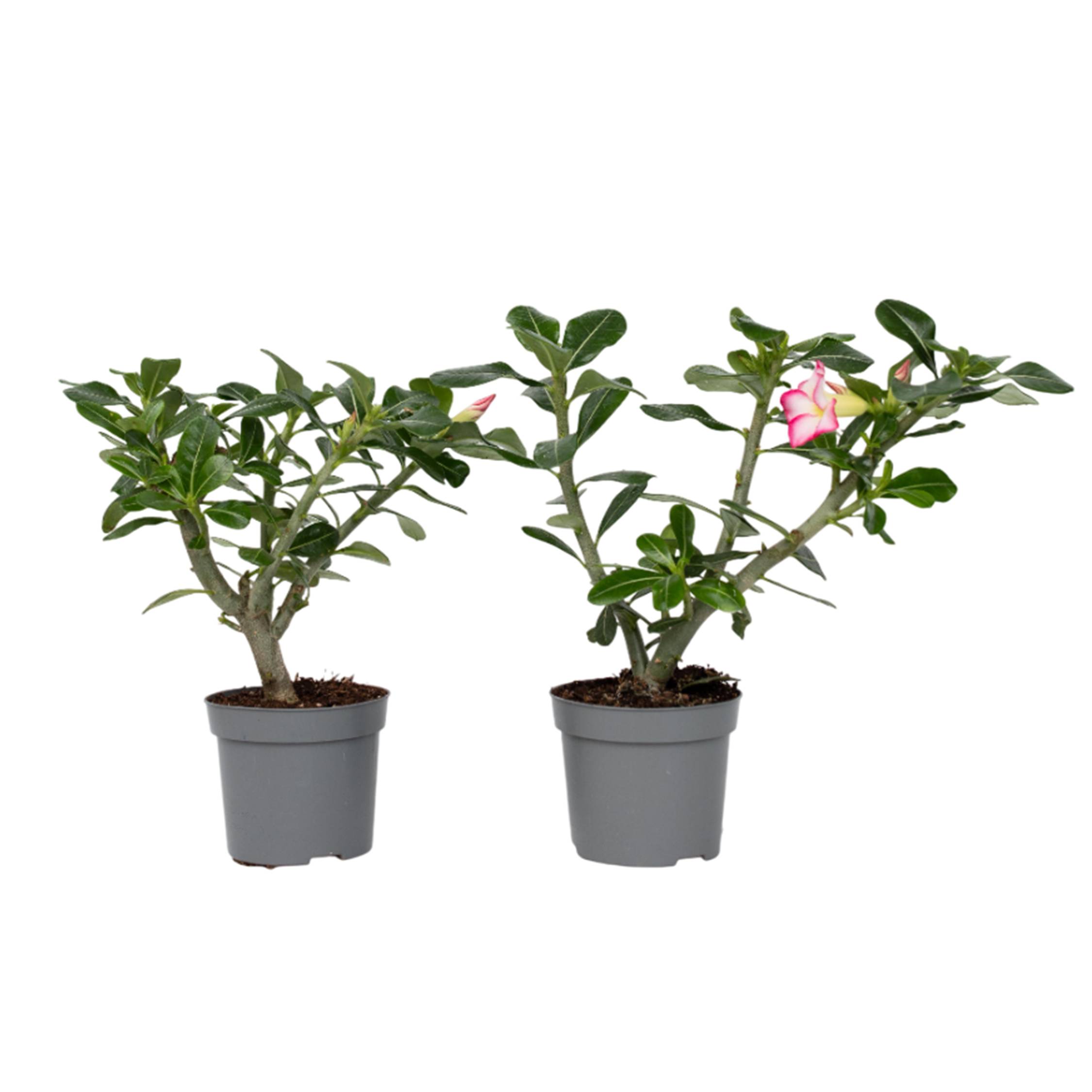 Plant In A Box - Rose du désert - Set de 2 - Adenium obesum - Hauteur 30-45cm - ⌀13cm