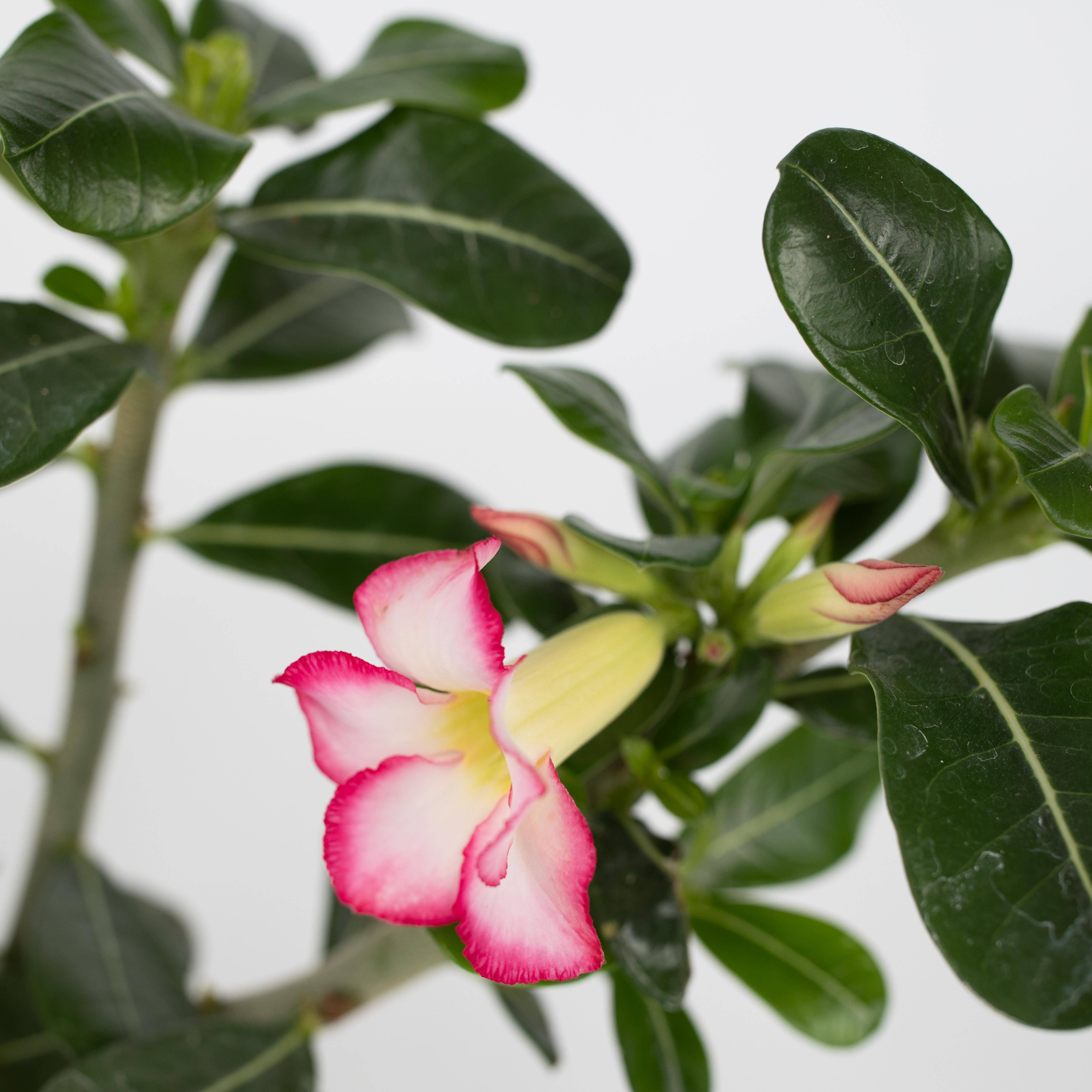 Plant In A Box - Rose du désert - Set de 2 - Adenium obesum - Hauteur 30-45cm - ⌀13cm - Image 2
