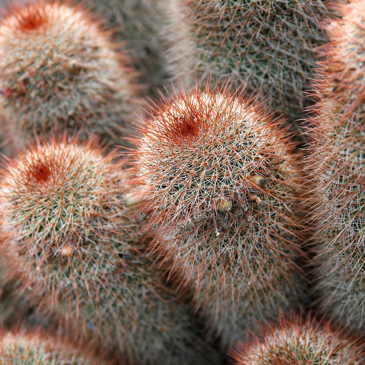 Promesse de Fleurs - Cactus Mammillaria spinosissima f. rubrispina  Mini-plante