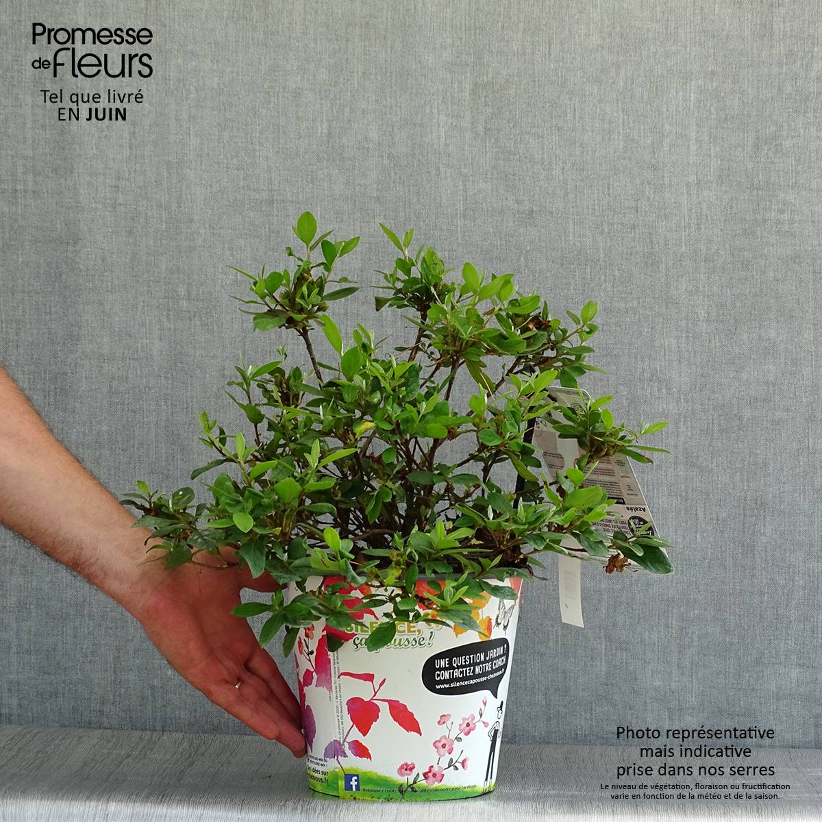 Promesse de Fleurs - Azalée du Japon Vuyk's Rosyred - Rhododendron hybride. Pot de 2L/3L - Image 2