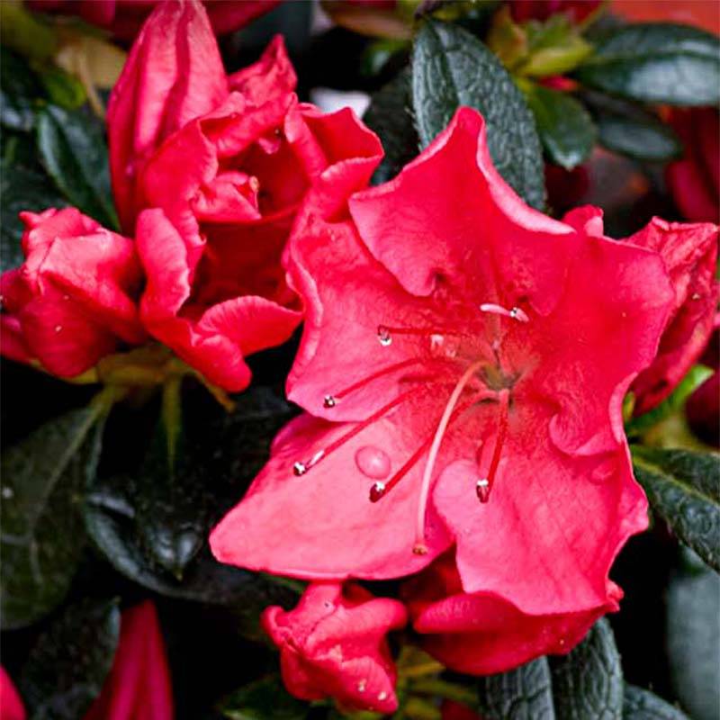 Promesse de Fleurs - Azalée du Japon Vuyk's Rosyred - Rhododendron hybride. Pot de 2L/3L - Image 1