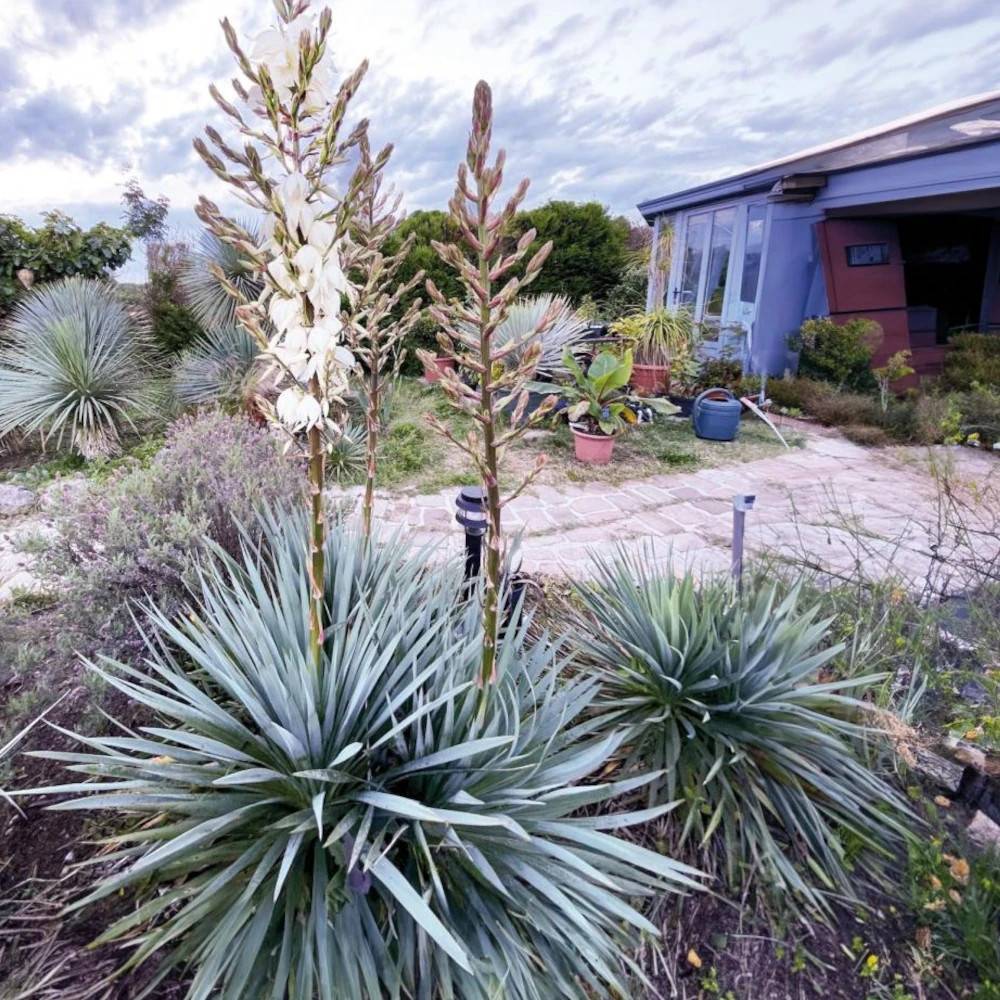 Yucca filamentosa French Flag® 'yuccaam1' à fleurs Blanche - feuillage Persistant - Pot de 4L - 20/40 cm-  hauteur à maturité De 1,00 m à 1,50 m - Image 1