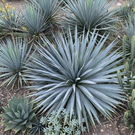 Yucca filamentosa French Flag® 'yuccaam1' à fleurs Blanche - feuillage Persistant - Pot de 4L - 20/40 cm- hauteur à maturité De 1,00 m à 1,50 m - Image 4