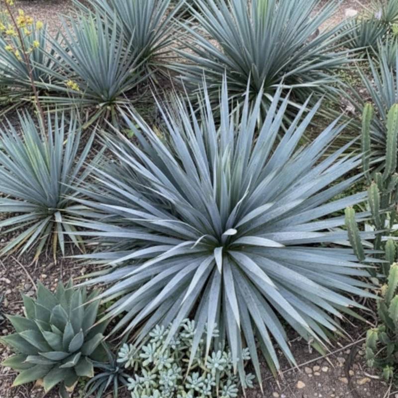 Yucca filamentosa French Flag® 'yuccaam1' à fleurs Blanche - feuillage Persistant - Pot de 4L - 20/40 cm-  hauteur à maturité De 1,00 m à 1,50 m - Image 4