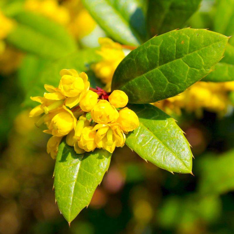Épine-vinette de Juliana (Berberis julianae) - Godet 9cm - Pépinières Naudet