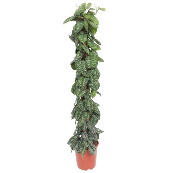 Scindapsus Pictus Trebie Mosstok - D27 H160cm