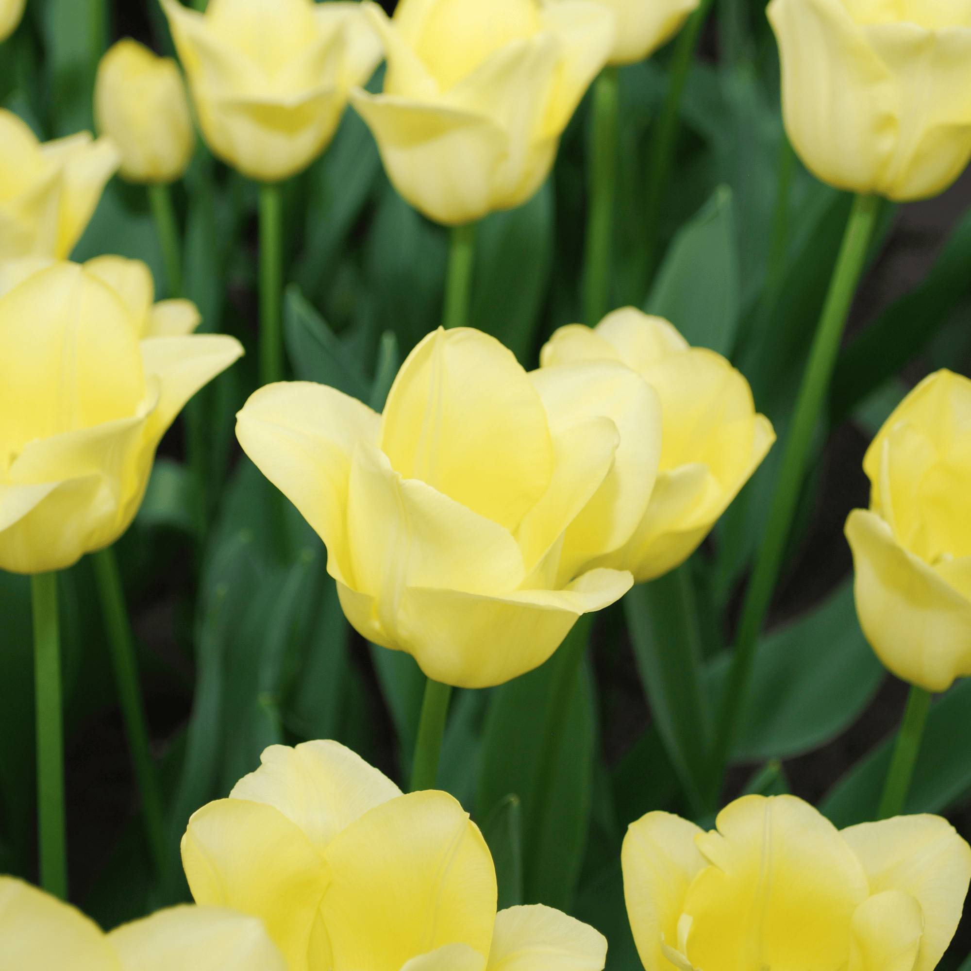 La Green Touch - Tulipe World Friendship - 20 bulbes - Image 1