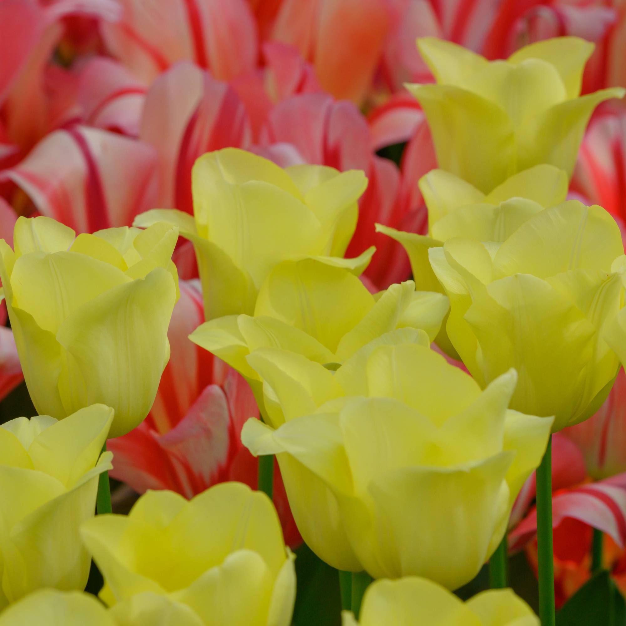 La Green Touch - Tulipe World Friendship - 20 bulbes - Image 3