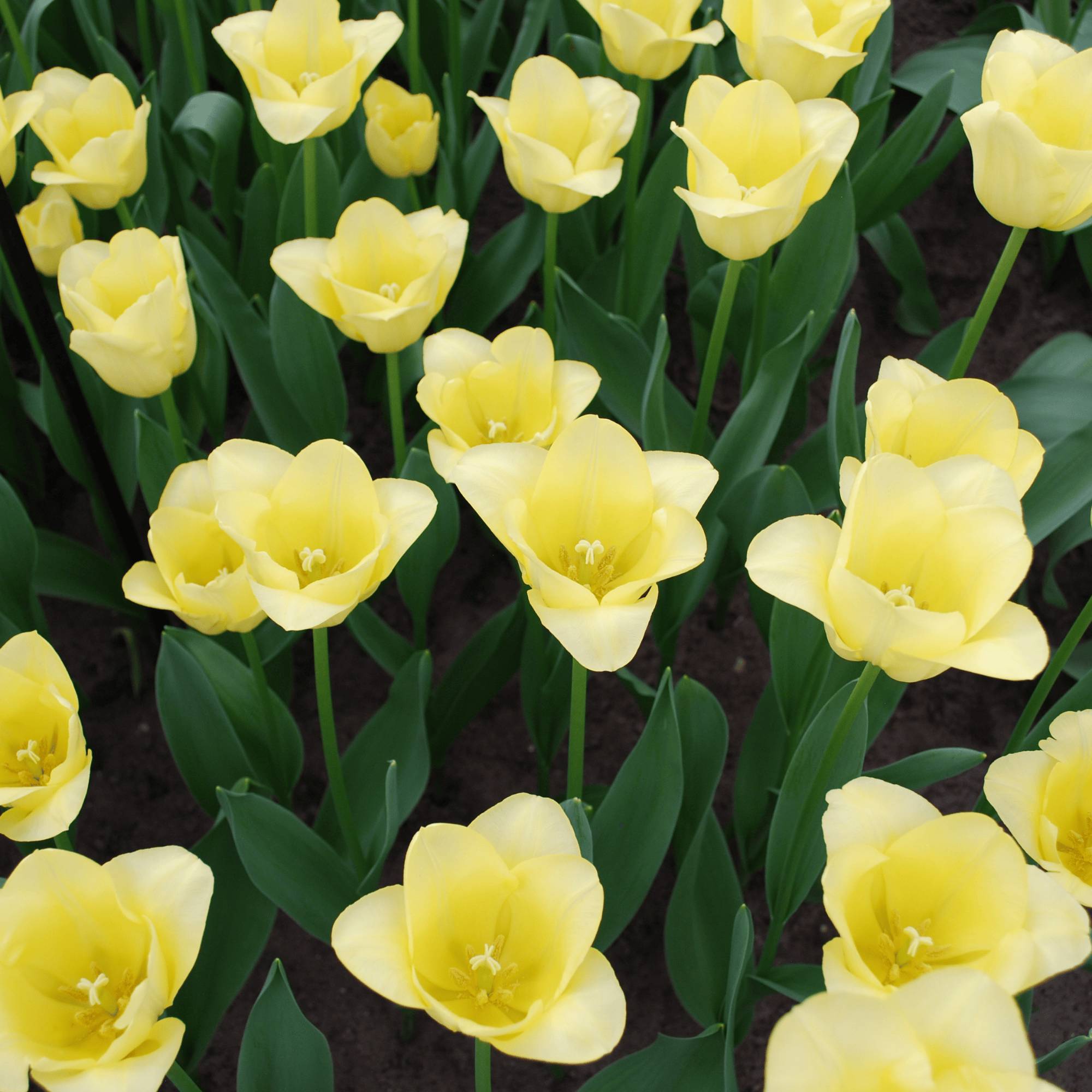 La Green Touch - Tulipe World Friendship - 20 bulbes - Image 2
