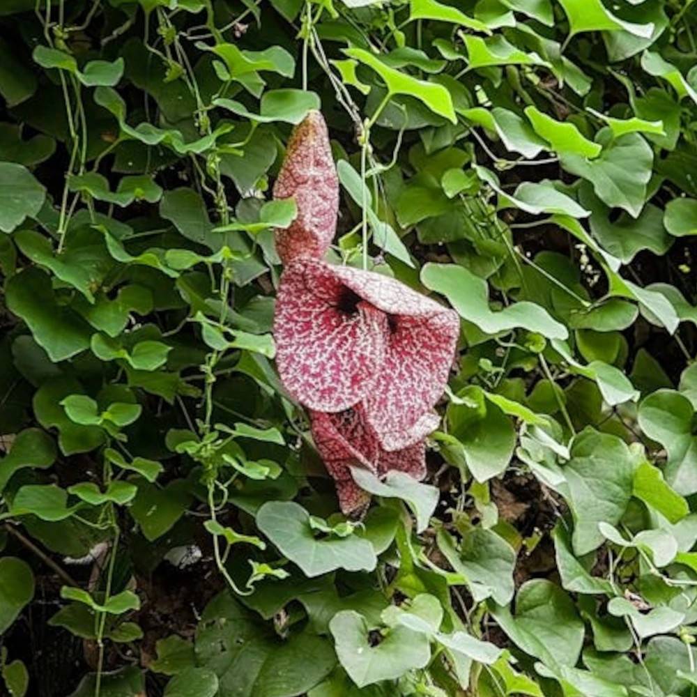 Aristoloche macrophylla, Durior à fleurs Rouge/Mauve - feuillage Caduc - Pot de 1,5L - Tuteur bambou 30/60 cm