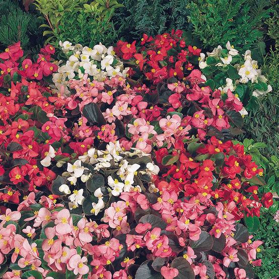Graines de Bégonia semperflorens nain Organdy Mix (enrobées) le sachet de 25 graines environ - Graines enrobées