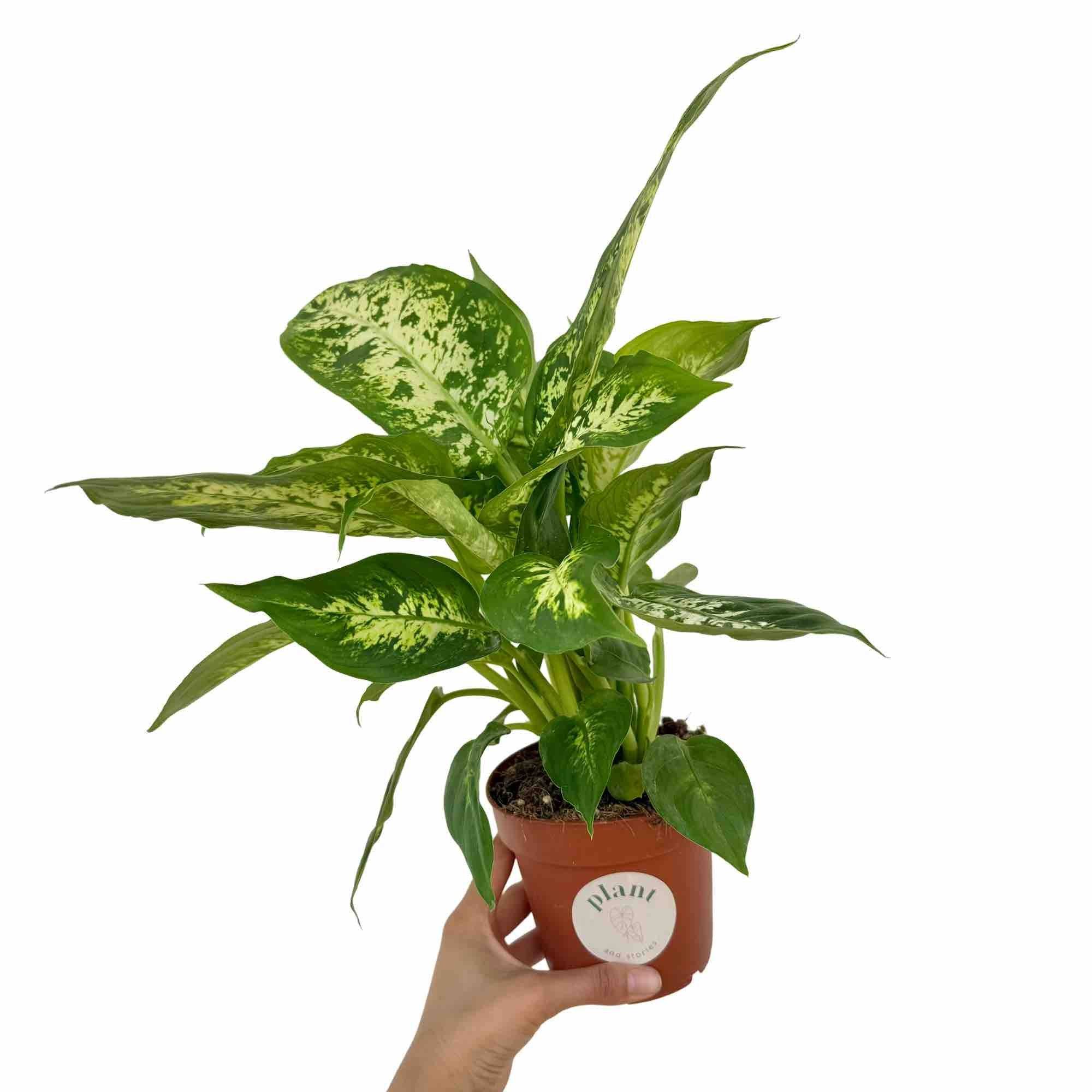 Dieffenbachia Mars - Pot de 12cm - Plantes d'intérieur