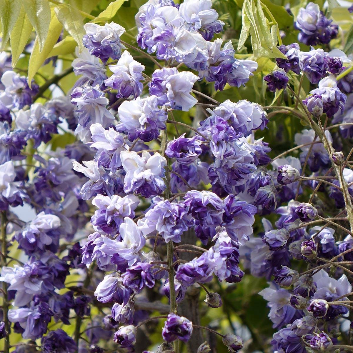 Promesse de Fleurs - Glycine Grande Diva Cecilia - Wisteria (x) venusta  Pot de 4L/5L