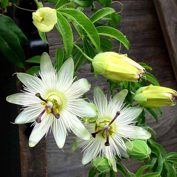 Promesse de Fleurs - Passiflore caerulea Constance Elliott - Fleur de la Passion blanche Godet de 8/9 cm