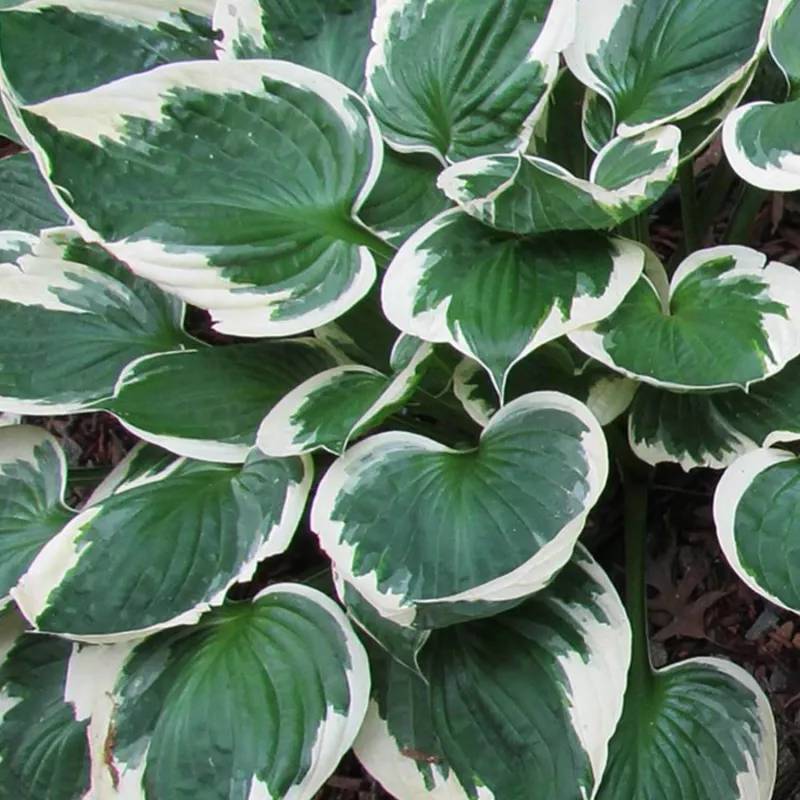 3 Hostas 'Independence' - Lot de 3 vivaces - Pépinières Naudet - Image 1