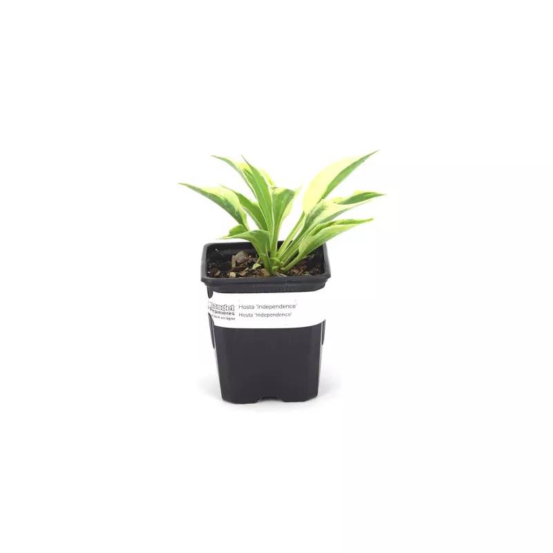 3 Hostas 'Independence' - Lot de 3 vivaces - Pépinières Naudet - Image 2