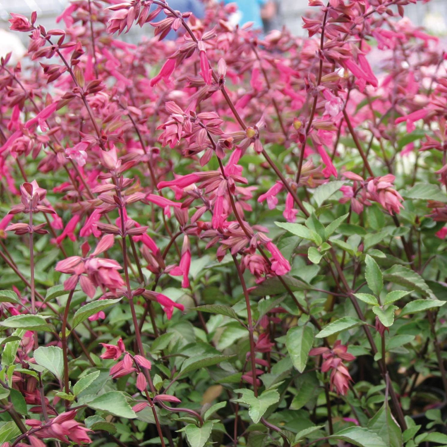 Promesse de Fleurs - Sauge hybride Wendy's Wish Godet de 8/9 cm