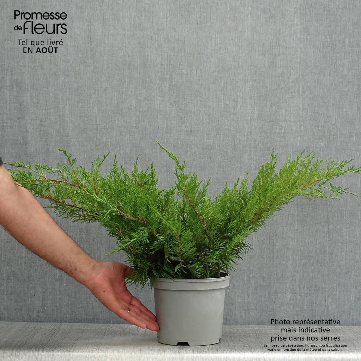 Promesse de Fleurs - Genévrier - Juniperus x media Mint Julep Pot de 2L/3L - Image 2
