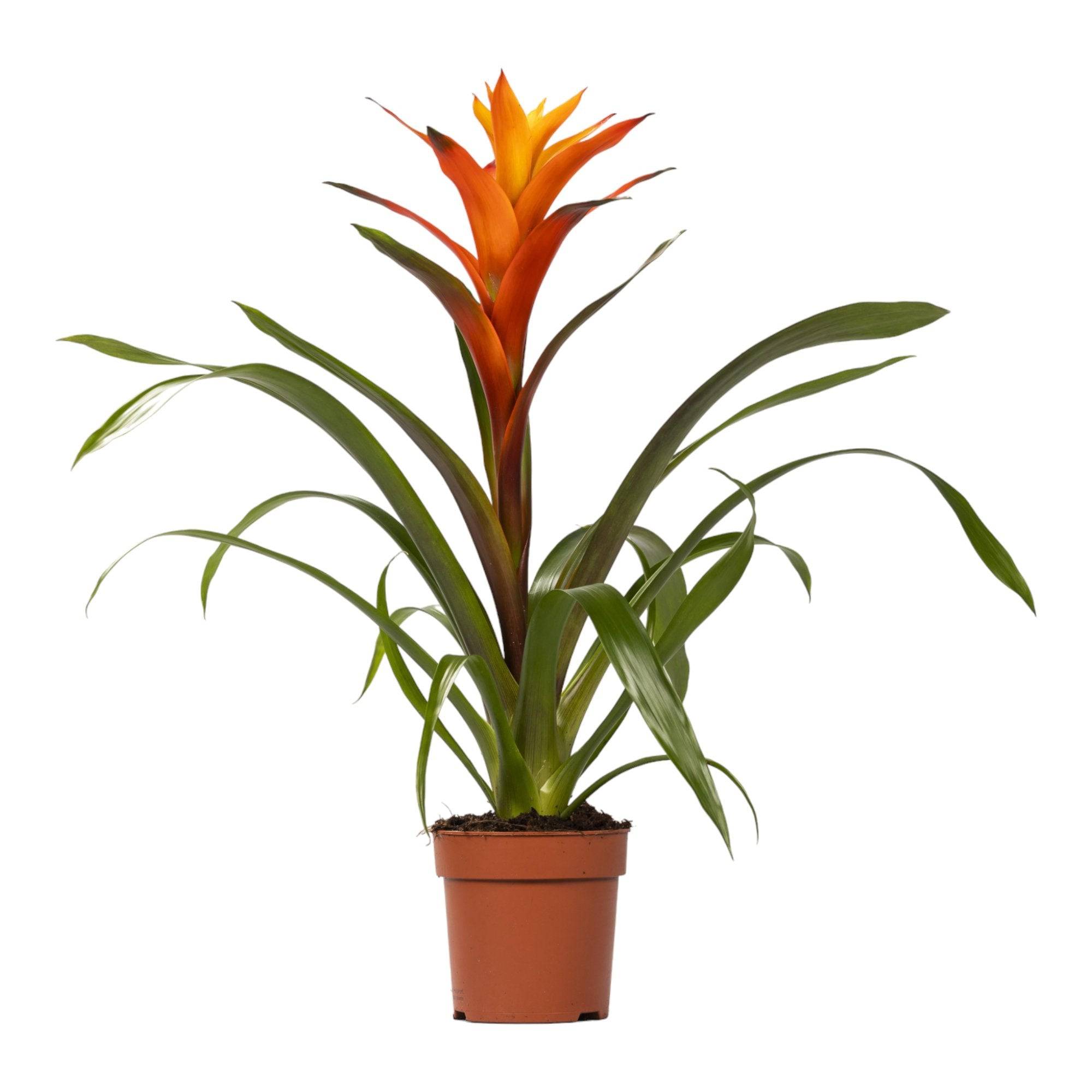La Green Touch - Guzmania Variada 50cm - Plante d'intérieur- La Green Touch - Image 3