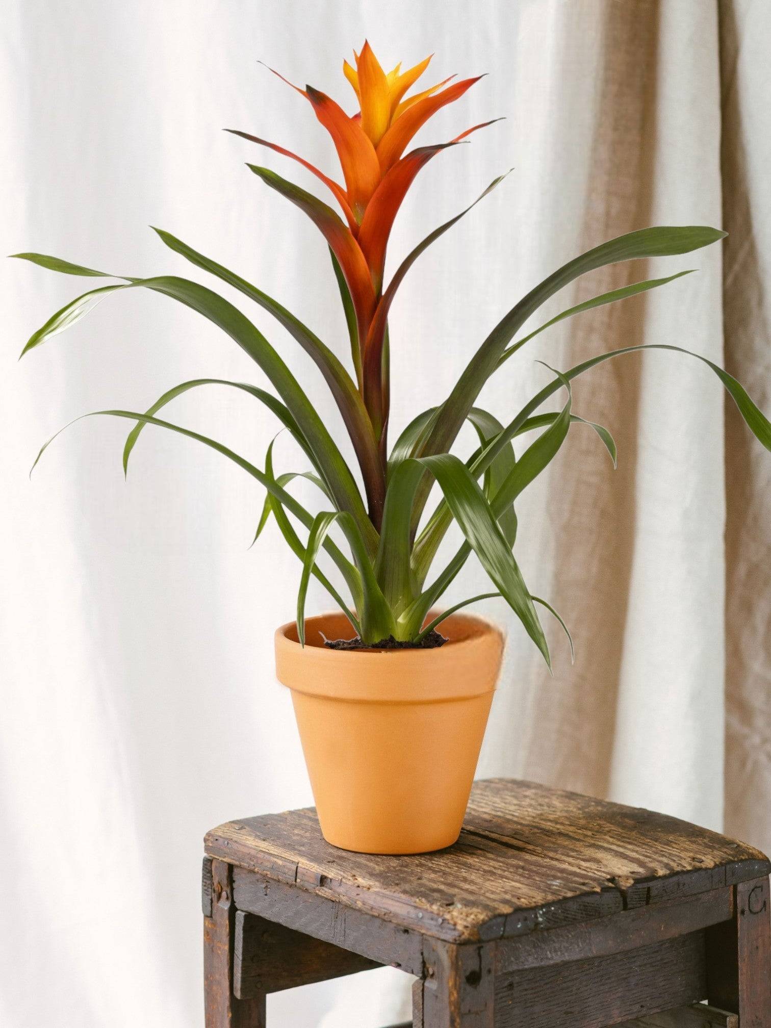 La Green Touch - Guzmania Variada 50cm - Plante d'intérieur- La Green Touch - Image 2