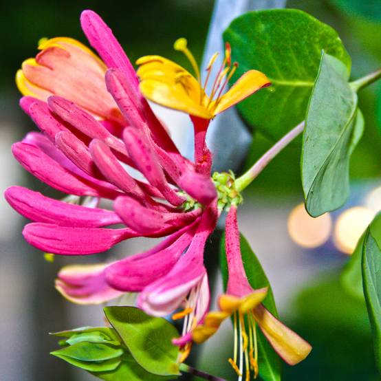 Promesse de Fleurs - Chèvrefeuille heckrotii Gold Flame - Lonicera Pot de 2L/3L