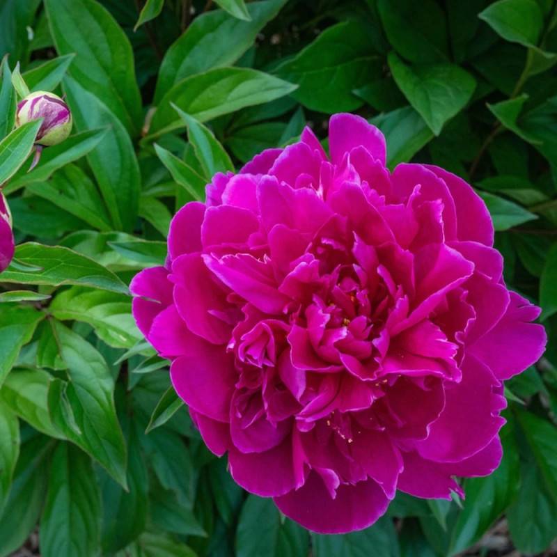 Pivoine herbacée Kansas à fleurs Rose - feuillage Caduc - Pot de 2 litres-  hauteur à maturité De 0,50 m à 1,00 m