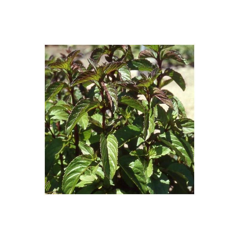 Menthe bergamote à fleurs Rose - feuillage Caduc - Godet - 5/20 cm-  hauteur à maturité De 0,15 m à 0,50 m - Imagen 5